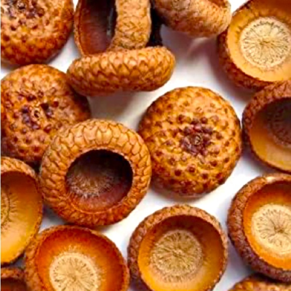 200 beautiful natural acorn caps from our Alabama land. Foraged my me!